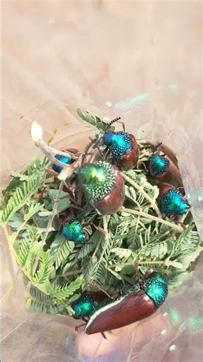 (mount insects kalloli gudda)