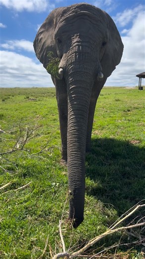 🐘 Meet Our Herd Experience 🐘 Take a moment to observe, admire, and listen as our guides share captivating stories about the elephants in our herd. Each one has a unique past and personal journey, shaping distinct personalities that are as touching as they are unforgettable.✨ This experience offers a deeper understanding of this remarkable and complex species, while allowing you to enjoy a rare and intimate moment just a few meters from the largest land mammal on Earth.🌍 ⏳ Experience duration: