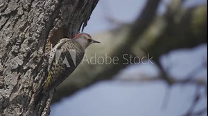 A Northern Flicker Woodpecker Bird Enters A Hollow Tree Cavity Nest