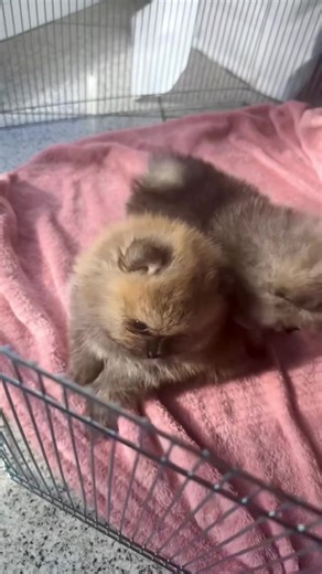 Pomeranian Puppy Playing: Fun and Joyful Moments