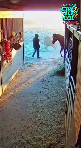 “Barnyard Chaos: Bobcat Spooks Horse, Sends It Crashing Through Gate in Wild Security Footage” By Rural Ranch Report Staff What began as a calm sunrise check-in at a ranch feed shed turned into a burst of pure pandemonium when a wild bobcat wandered too close — triggering a horse’s explosive flight response and a gate-shattering escape. The barn’s early-morning security camera captured the entire scene in its bright-but-grainy, high-contrast feed. The footage opens with a person in dark clothing