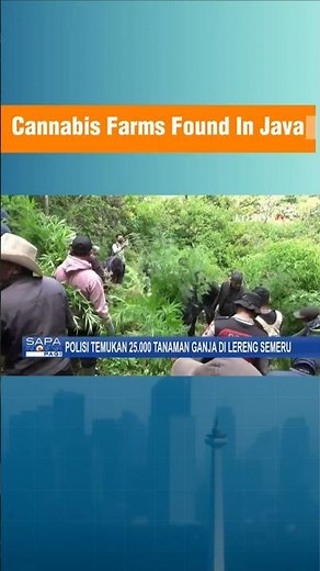 🚨 Cannabis Farms Found on Mount Semeru | 25,000 Marijuana Plants Seized in East Java