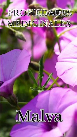 Malva Propiedades Medicinales de la Planta🌿