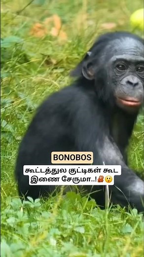 BONOBOS கூட்டத்துல குட்டிகள் கூட இணைசேருமா..! Mating Habits About Bonobos #bonobos #tamil #bioworld