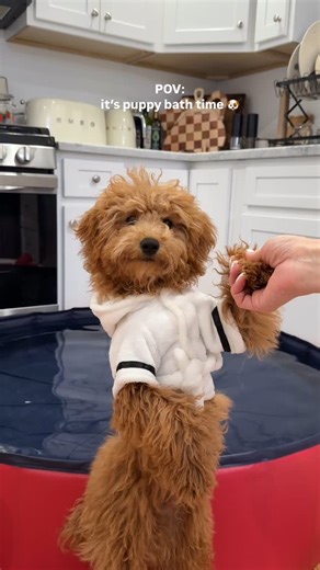 @the_hayeks on Instagram: "It’s Toy’s bath time! Comment “puppy” if you need any links from this vid #dog #dogbath #bath #bathtime #bathtimefun #dogpool #viraldog #viraldogs #cutepuppy #cutepuppies #dogsofinsta #poodle #teacuppuppies #amazon #amazonpets #explorepage #amazonfinds #doggadgets Puppy bath time, viral dog videos, cute teacup poodle puppy, smart dogs, dog training, Amazon dog finds, explore page"