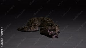 Puff Adder deadly snake eating prey - wide shot isolated on grey background - documentary