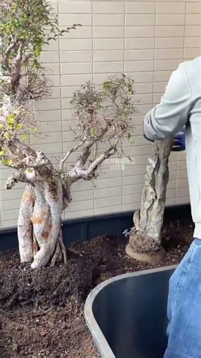 The balcony at home can also have a garden scene