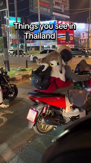 The cat literally just crawled out of the bag😂 then stared at me for recording lmao #thailand #chiangmai #fyp #thailandliving #cat