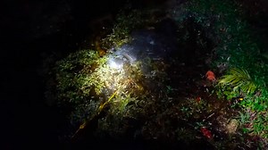 Spear fishing exotic fish from land at night