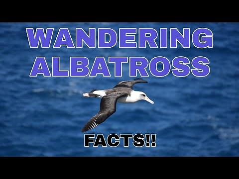Wandering Albatross facts #albatross #wandering