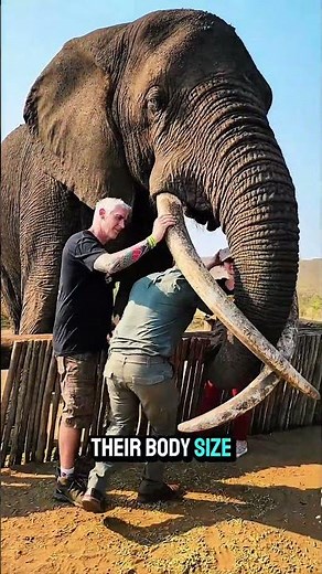 Elephants Are Smarter Than You Think