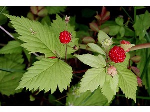 Rubus pubescens - Alchetron, The Free Social Encyclopedia