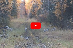Elk Hunt Turns Into Unexpected Wolf Hunt After Pack Appears