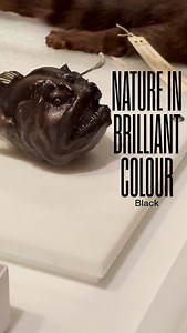 Most colours are reflections of light, but black is the absence of light-all of it is absorbed so nothing bounces back. True black is hard to find— even "black" paint only absorbs about 95% of visible light. But some deep-sea creatures-like the anglerfish-have evolved ultra-black scales, making them nearly invisible to their prey. Deepen your appreciation for the complex artistry of our world and celebrate its vivid and untamed beauty at Nature in Brilliant Colour, on now through August 17 2025.
