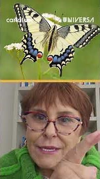 Márcia Sensitiva explains the spiritual meaning of butterflies
