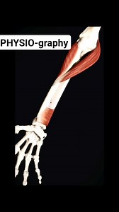 Supination and Pronation #elbow #biomechanics | PHYSIO-graphy