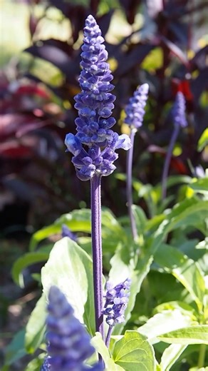 宿根草なの？！サルビア・ファリナセア｜Salvia is Back!