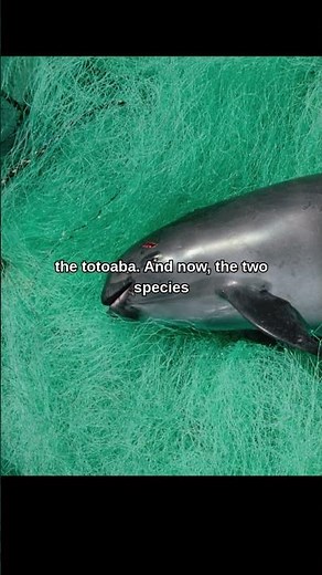 The Animal We Found Too Late to Save #facts #animals #marinemystery