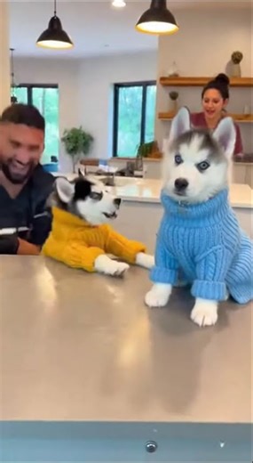 HUSKY YELLOW AND BLUE JACKET SCREAMS LIKE HUMAN 🤯🩺😂 VET CLINIC MELTDOWN