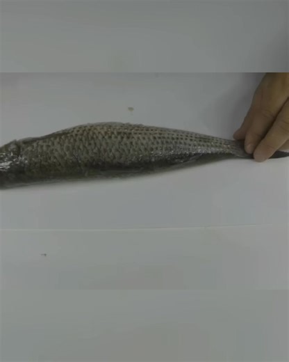 🧐 Filetti di Muggine: Taglio Perfetto per un Innesco Delizioso 💥 . Video Tutorial sulla preparazione di inneschi per Pesce Serra utilizzando filetti di Cefalo. * Due varianti: Uno Galleggiante più adatto alla pesca del Pesce Serra o Leccia Amia, * Uno Affondante più adatto anche a Grandi Spigole in mareggiata. Inoltre vedremo la preparazione dei terminali utilizzando il cavetto d'acciaio e qualche nodo di Giunzione tra Acciaio e Nylon. . Questo è un Estratto del video completo che trovi qui: h