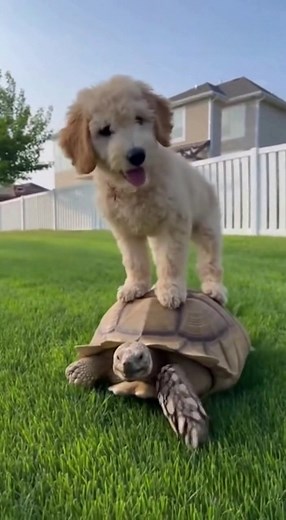 Funniest Pet Moments 🐱🤣 Always Being Silly 🤣🤣 - AI-assisted #PetCompilation #petfails #SillyPets #AnimalComedy #HilariousAnimals #cutepets #PetsBeingFunny #trynottolaughchallenge #funnypetvideos #2025petvideos | Critter Caught