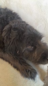 Ursu merge mâine la RMN. Toate analizele facute pana acum nu au lămurit problema pe care o are.😪 1800 de lei costa doar RMN. Pana acum am cheltuit 2500 de lei pentru diferite investigatii😕. Testul de secretii a aratat posibilitatea unei infectii sau bacterii.😓 Nu mai stim incotro sa o luăm iar el tot nu e bine.🙁 Mai facem un apel la voi pentru Ursu🙏 Poate totusi aflam ce se întâmplă si de ce sangereaza asa de mult💔 Un gand bun ,o speranță pentru Ursu pot veni doar de la voi. Asociatia Cuto