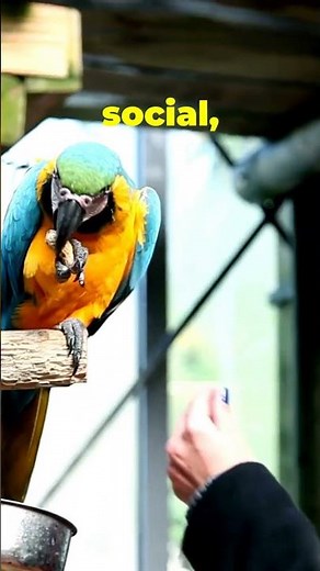 Meet the Blue-and-Gold Macaw (Ara ararauna) #BlueAndGoldMacaw #parrotfacts #birdlovers #wildlife
