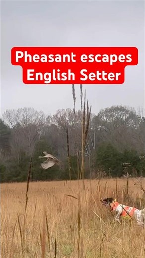 Pheasant hunting with an English Setter #englishsetter
