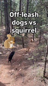 Squirrels do NOT have to be the “final boss” of dog training! Just like any skill, you can work towards mastering listening in the presence of squirrels … and yes, without having to rely on any tools, distraction treats etc! For me, walking my dogs in the forest off-leash daily is very important. And it’s equally important that they do not bother wildlife. On the one hand because it’s very unfair to the wildlife - on the other hand because chasing (and potentially even catching) wildlife is a ri