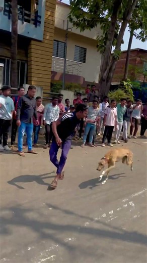GREHOUND DOG RACE STATUS 🌪️👑॥ श्वान शर्यत || महाराष्ट्र राज्य श्वान शर्यत ॥ #dograce