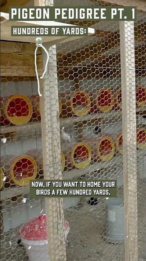 How to Train Homing Pigeons to Come Back Home! - Bird Dog Training