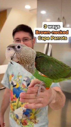 3 Ways Cape Parrots Compare to Other Parrots