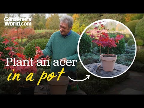 The TREE that fits in EVERY garden | Alan's guide to planting Japanese maples in pots