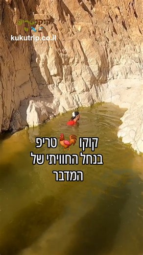 ‎קובי פלד| קוקו טריפ‎ on Instagram‎: "מדבר חווייתי וכיף לא קשה מידי, עם סולמות, יתדות ומכל הבא ליד. קבלו 🐓🐓מסביר הכל, מי שמסתבך יכול לשלוח מיקום 🐓🐓 זה אחד האהובים עלי כי הוא קליל ויש בו את כל הכיף של המדבר עם יתדות, גבי מים, נוף והוא קליל. קבלו את נחל משמר. המסלול המומלץ הוא מעגלי. עולים בנחל הרטוב וחוזרים ביבש למעלה. סיבוב כעשרה ק"מ לא קשים מידי אבל דורשים טיפוס. חונים בחניון הפנימי של נחל משמר וצועדים בכחול וחוזרים באדום היבש. כן, צריך להירטב במים. לא, זה לא עמוק מידי. כן, אפשר ציוד מעל הר
