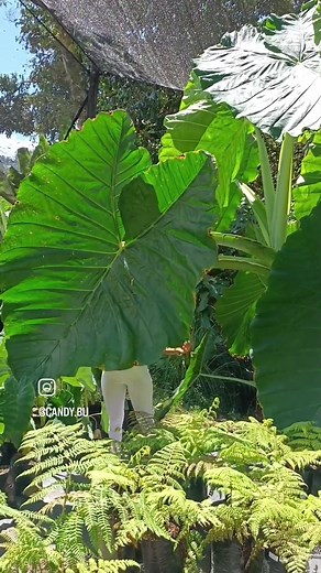 planta de la prehistoria 😱😱😱 increíble tamaño y forma perfecta . . . #plantas #alocasia #billieeilish #nature #naturevibes