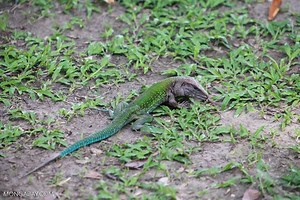Giant ameiva - Alchetron, The Free Social Encyclopedia