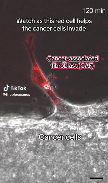 TheBioCosmos on TikTok