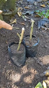 Forma Correcta de Sacar ESQUEJES para Nuevos LIMONEROS y OBTENER Buenos RESULTADOS #limonero #limon #esquejes | Siembra y cosecha