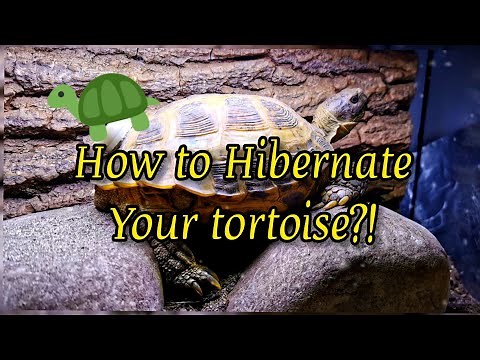 HOW TO : HIBERNATE a TORTOISE