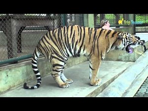 Puking Tiger