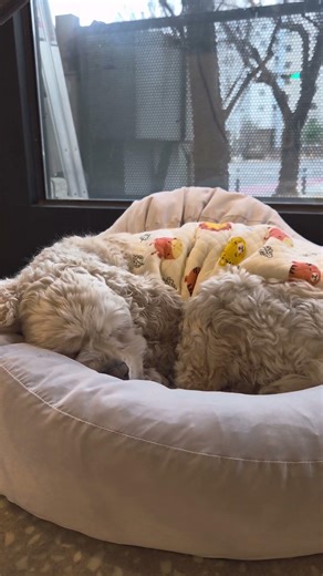 ​Stop Cocker Spaniel Barking in 3 Minutes 🐶 Bio-Resonance Sleep Music