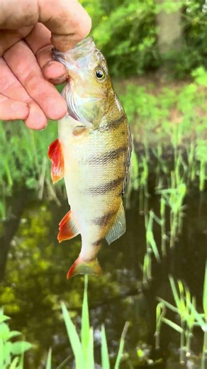 #fishing lekker vissen op baars 🐟🎣