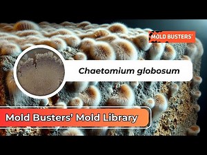 Chaetomium Globosum: The Hidden Mold in Your Walls! 🏠🦠