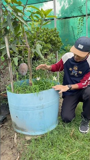 गमले में आम का पौधा कैसे लगाएं | How To Grow Mango Plant In Pot