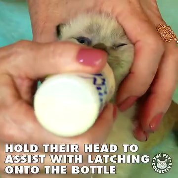 981K views · 30 reactions | In case you were ever curious about how to bottle feed a kitten: | The Pet Collective | Facebook