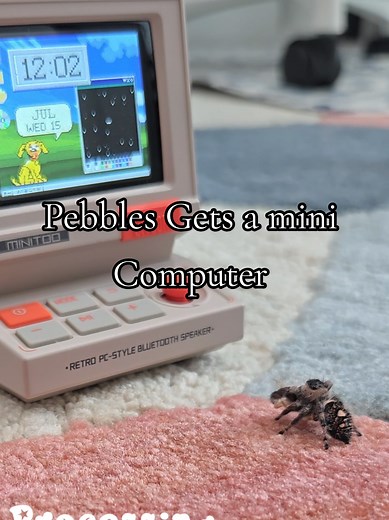Pebbles the Regal Jumping Spider Gets a Mini Computer