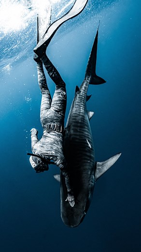 794K views · 532 reactions | Yes “redirecting” sharks can be...