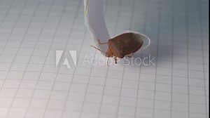 Stink Bugs on piece of paper, close up shot. (Pentatomidae)
