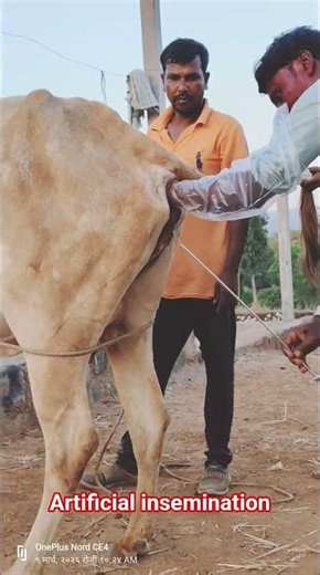 artificial# insemination cow#