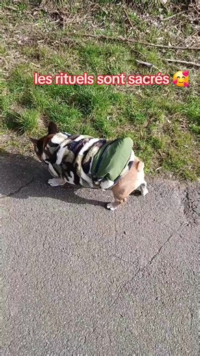 balade avec rituel très important pour un petit chien âgé et presque aveugle elle se sent en confiance et profite mieux de sa balade #chien #âgé #aveugle #balade #frenchbulldog